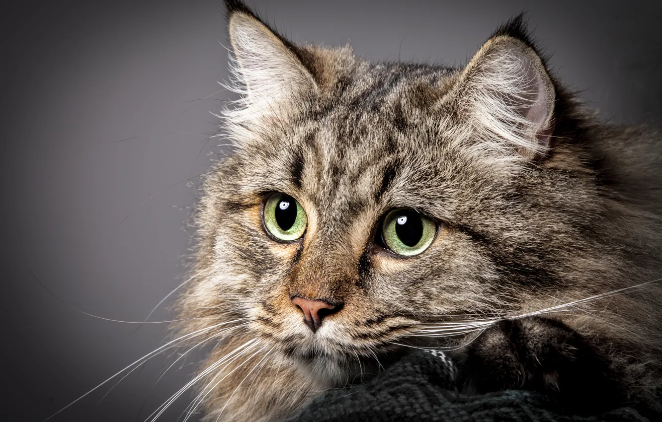Photo wallpaper cat, cat, look, portrait, muzzle