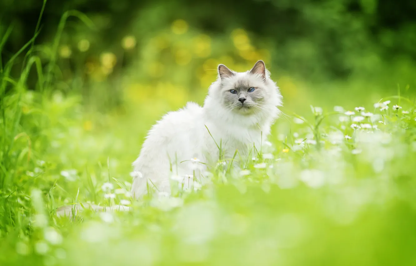 Photo wallpaper cat, grass, cat, bokeh