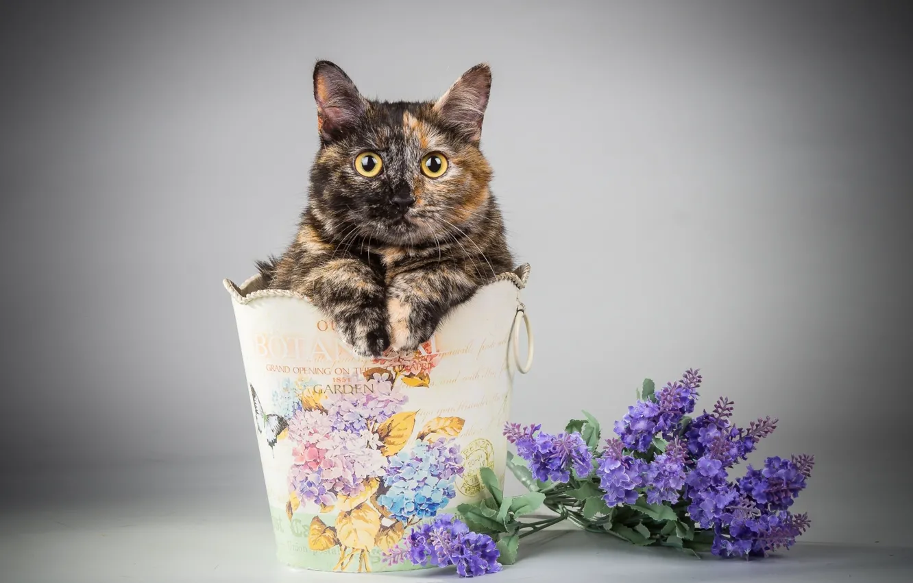 Photo wallpaper cat, cat, look
