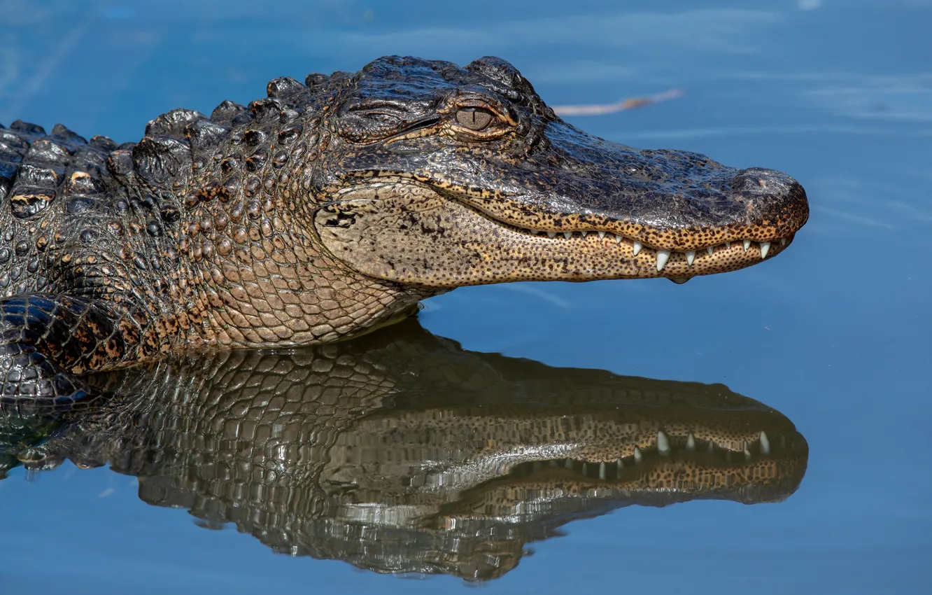 Photo wallpaper face, water, reflection, predator, crocodile, pond, blue background, alligator