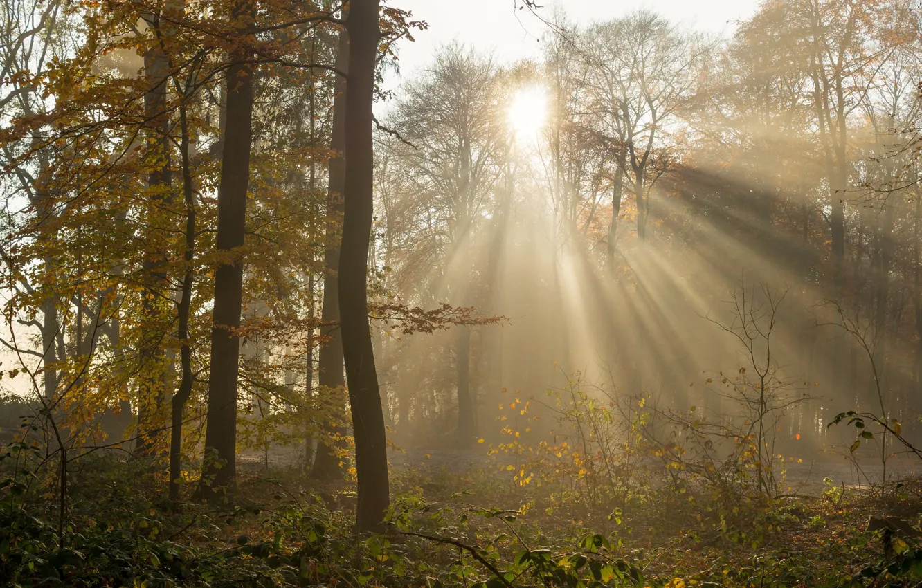 Photo wallpaper autumn, forest, the sun, rays, branches, foliage, Golden autumn