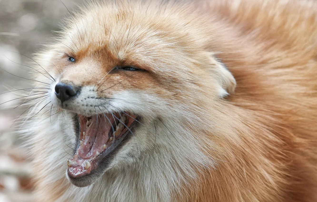 Photo wallpaper wool, Fox, Fox