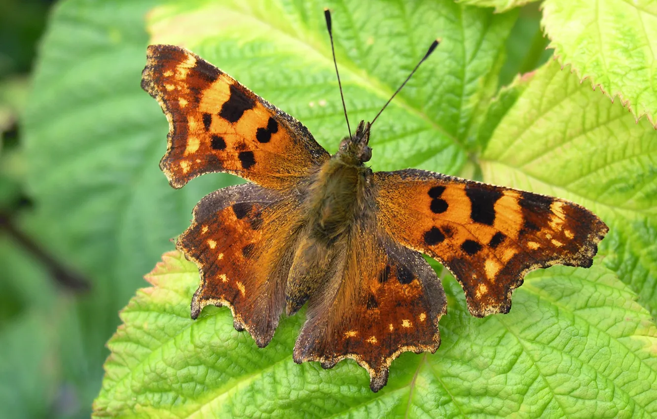 Photo wallpaper summer, leaf macro photo, butterfly. foliage