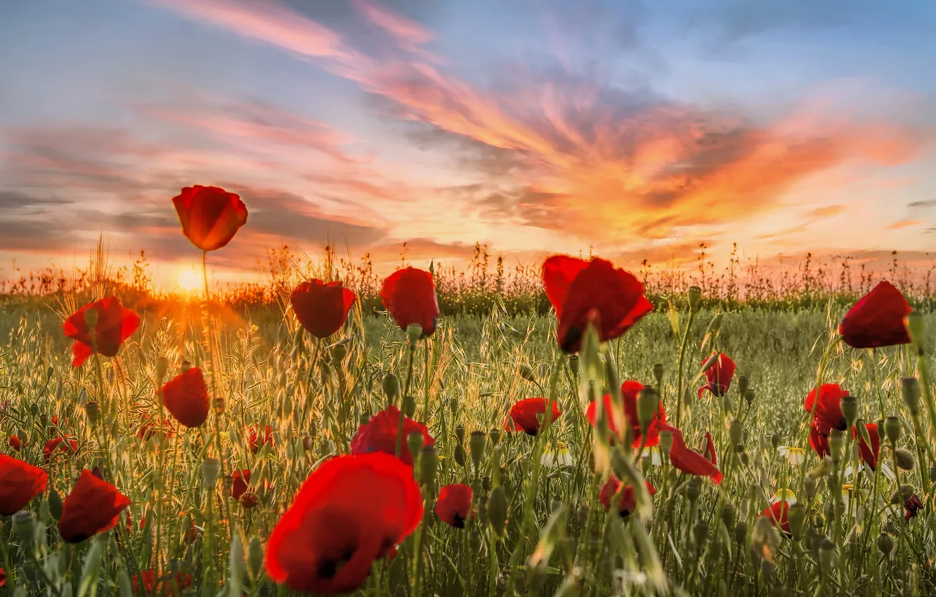 Photo wallpaper field, clouds, sunset, flowers, red, nature, Maki, meadow