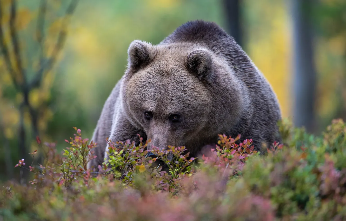 Photo wallpaper face, branches, thickets, portrait, bear, the bushes