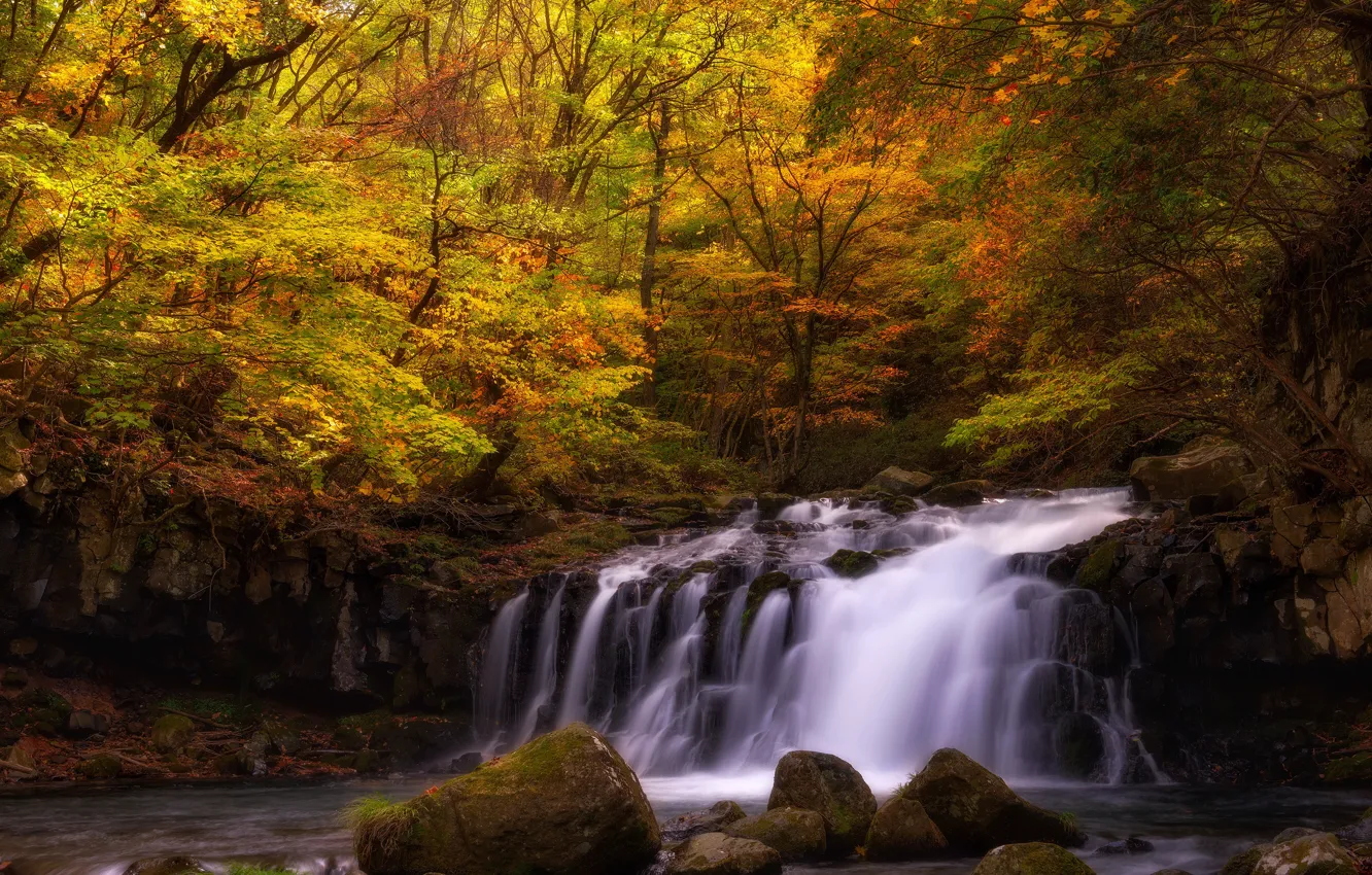 Photo wallpaper autumn, forest, leaves, water, light, trees, branches, stones