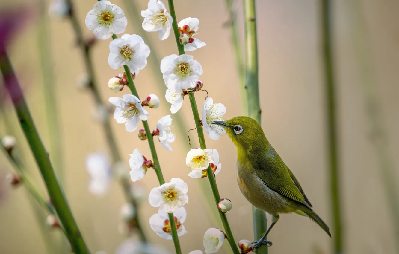 Photo wallpaper flowers, branches, nature, spring, bird, white-eyed, white eye