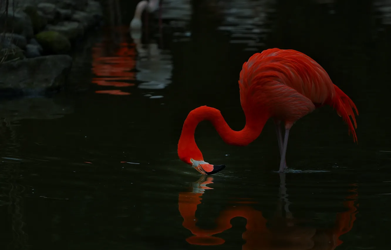 Photo wallpaper look, pose, reflection, the dark background, stones, bird, shore, Flamingo