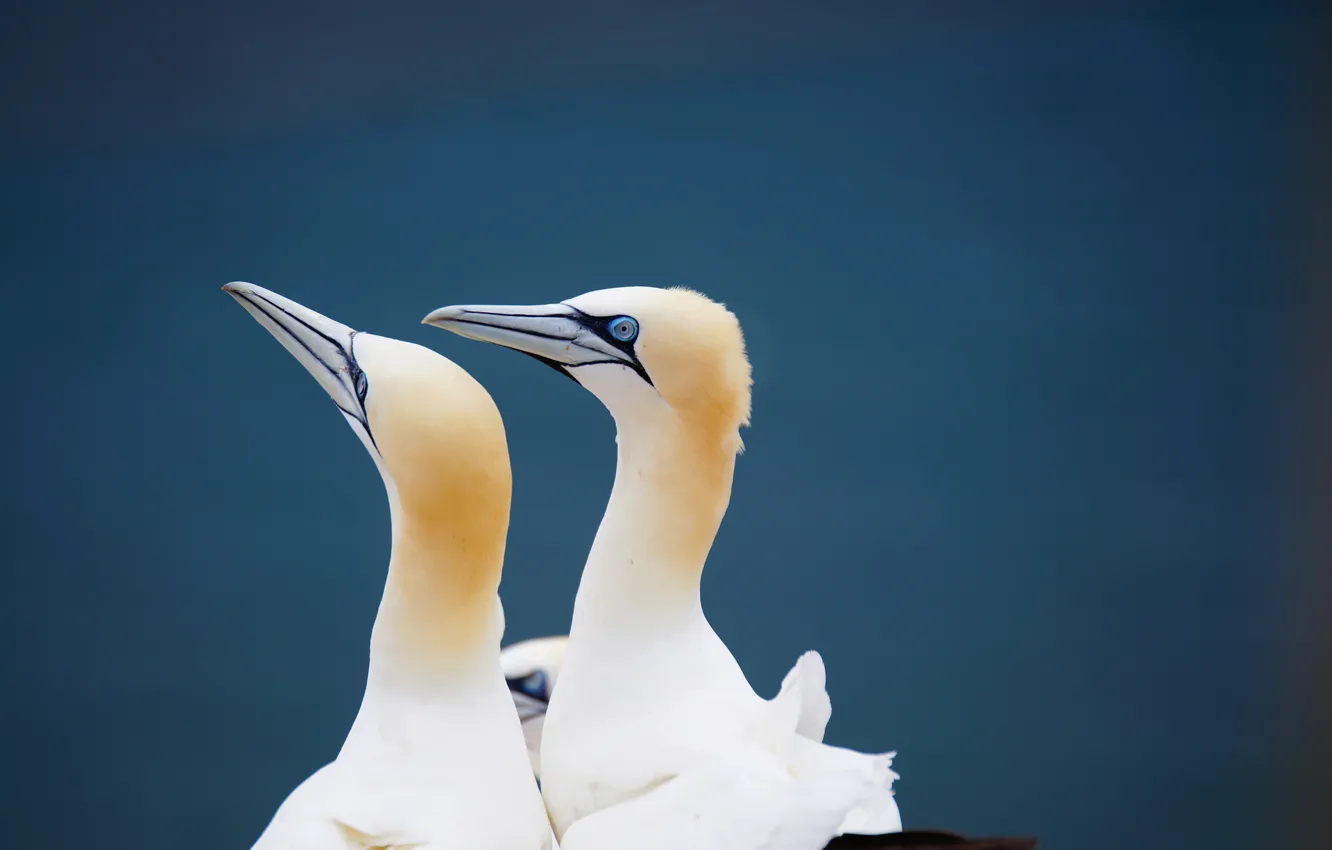 Photo wallpaper birds, pair, gannets