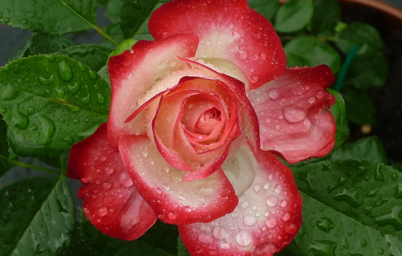 Photo wallpaper leaves, drops, macro, roses, petals, buds