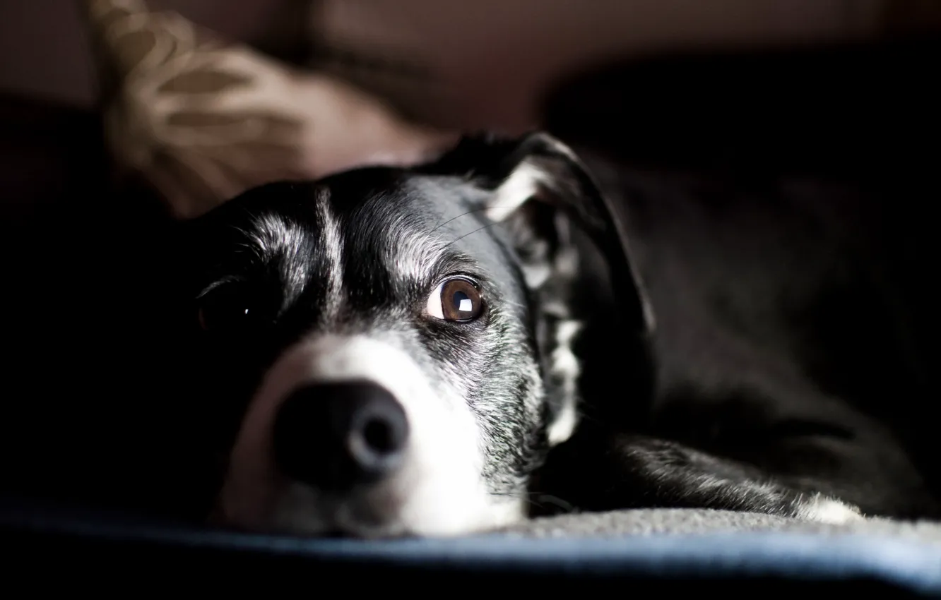 Photo wallpaper look, each, dog