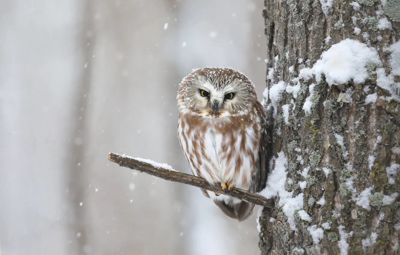 Photo wallpaper winter, look, snow, trees, branches, owl, bird, snowfall