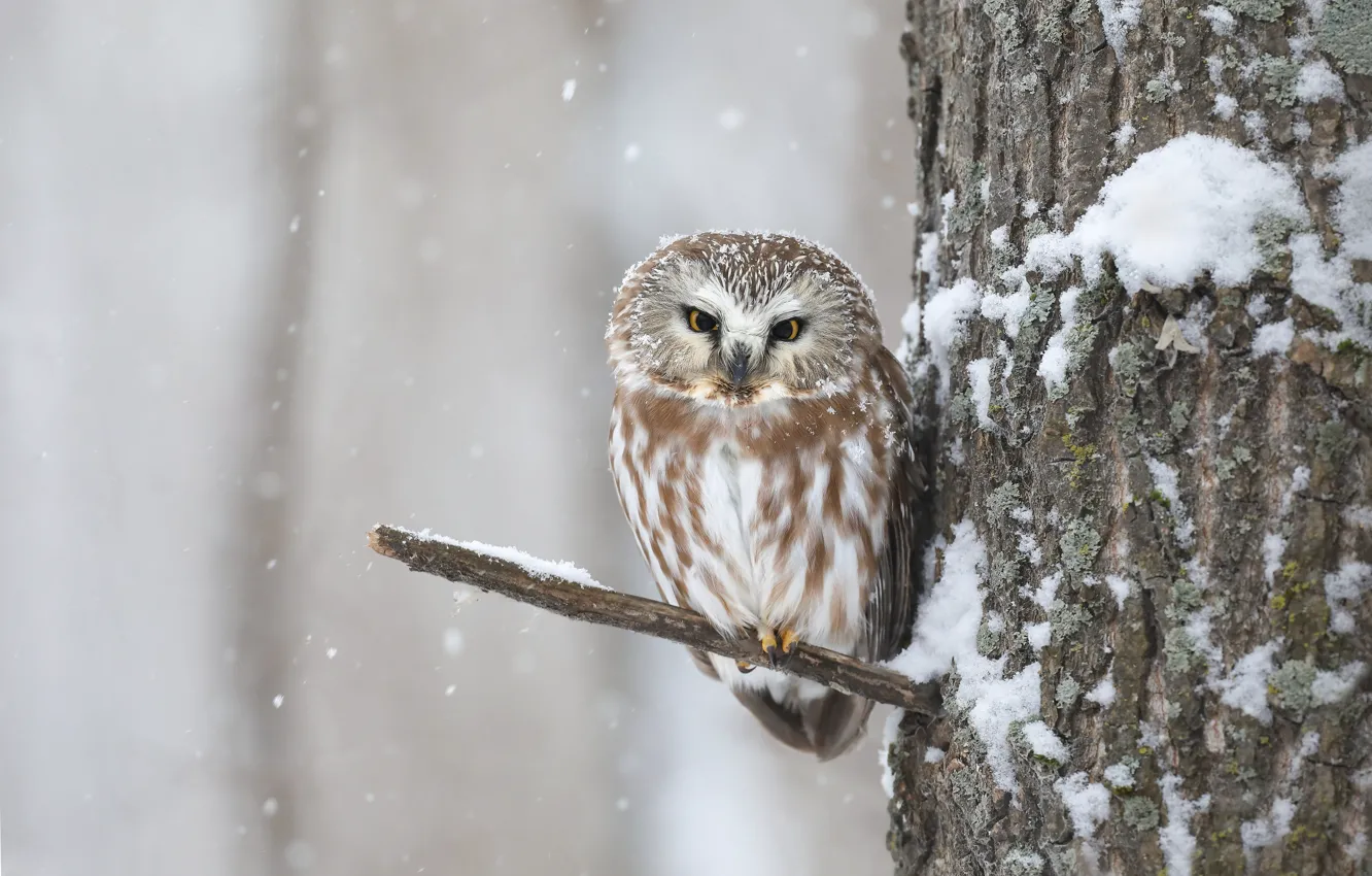 Photo wallpaper winter, look, snow, tree, owl, bird, branch, snowfall