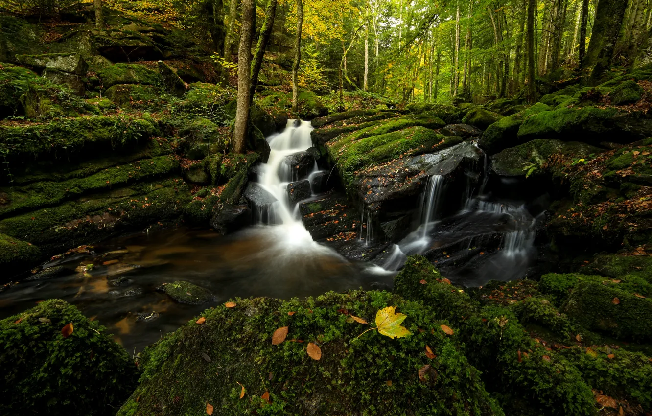 Photo wallpaper forest, stones, waterfall, moss, autumn leaves