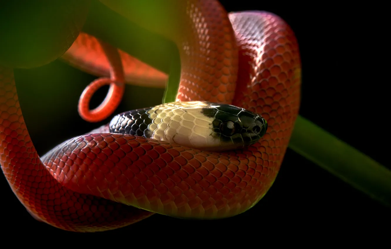 Photo wallpaper look, snake, stem, black background, red, reptile