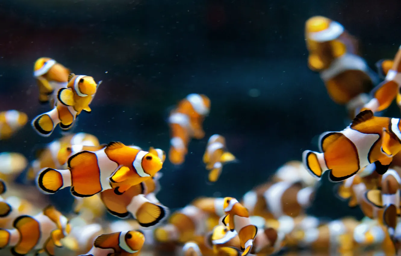 Photo wallpaper fish, aquarium, clowns