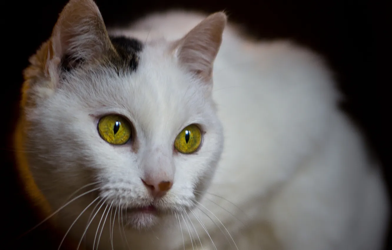 Photo wallpaper cat, white, eyes, yellow, spotted