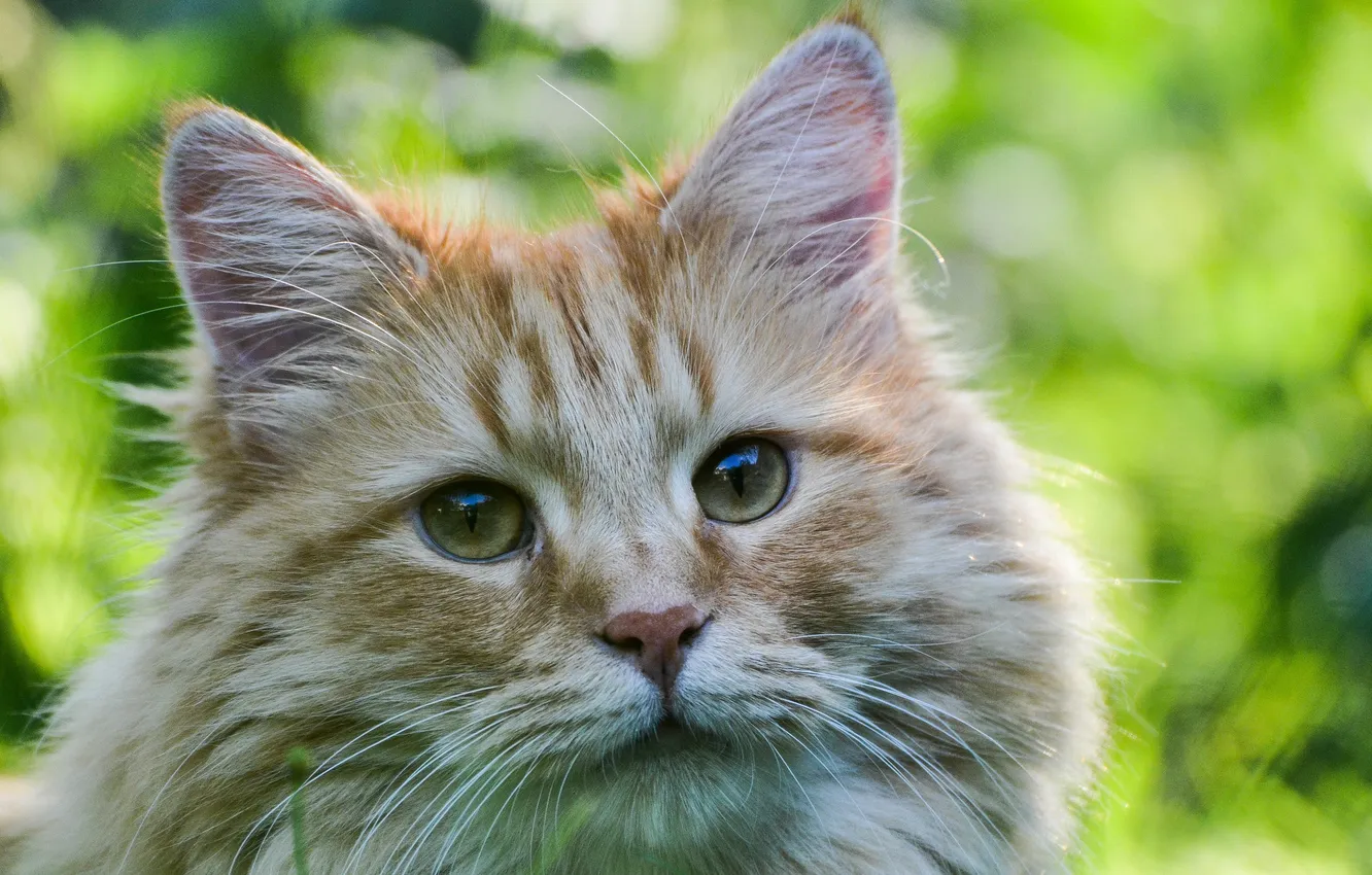 Photo wallpaper cat, eyes, look, Kote