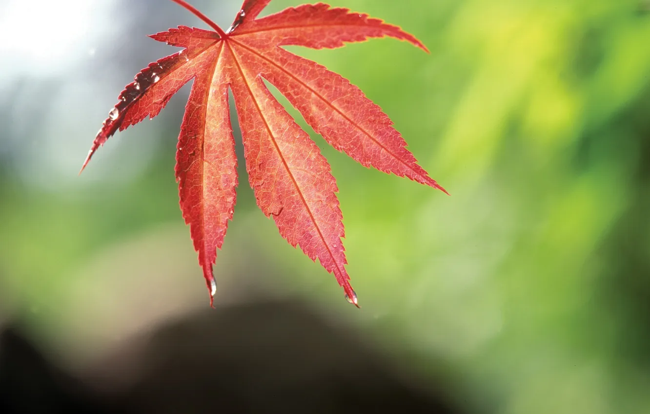 Photo wallpaper leaves, red, Rosa, maple, autumn