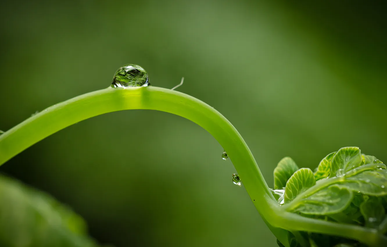 Photo wallpaper greens, drops, macro, life, background, Rostock