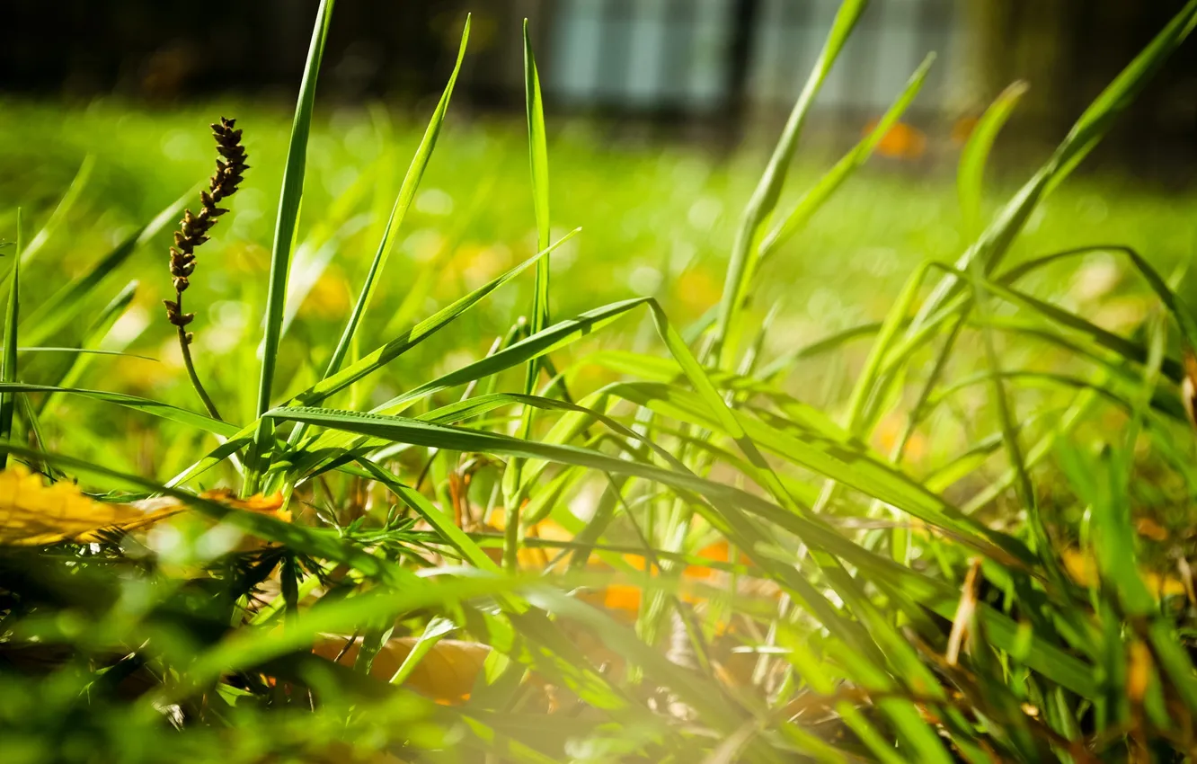 Photo wallpaper grass, light, morning