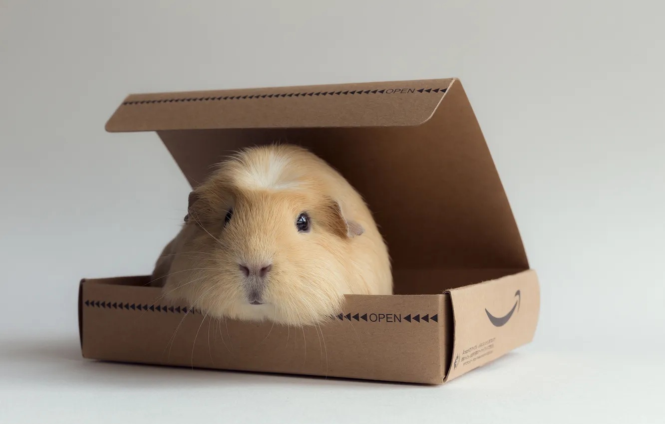 Photo wallpaper background, box, Guinea pig