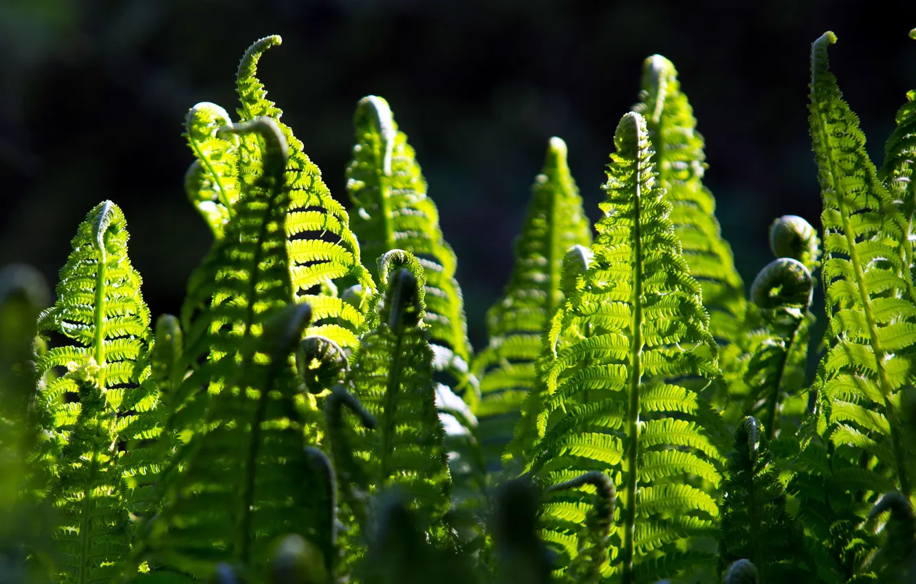 Photo wallpaper light, nature, fern