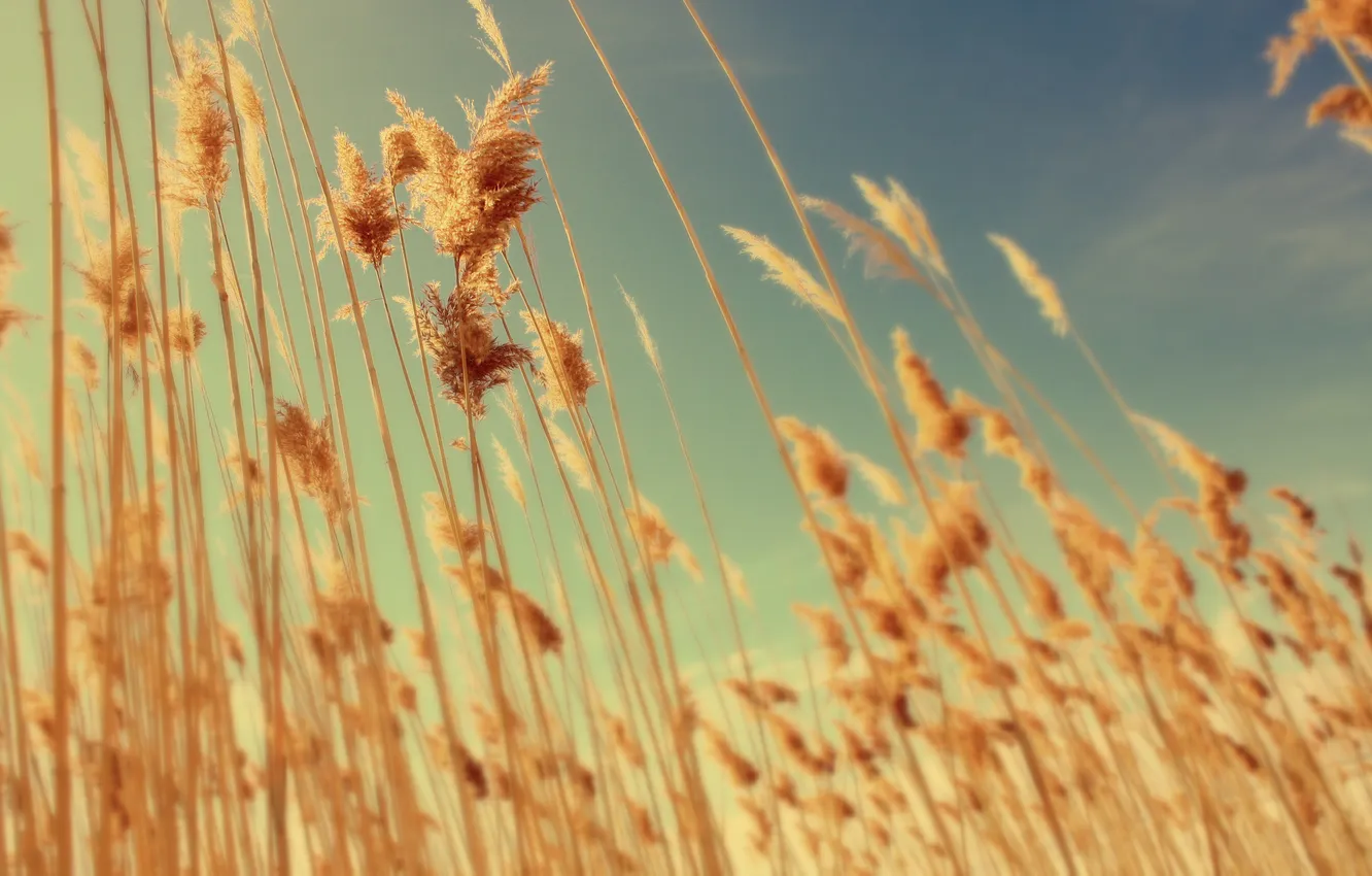 Photo wallpaper field, the sky, dry grass, dry stems