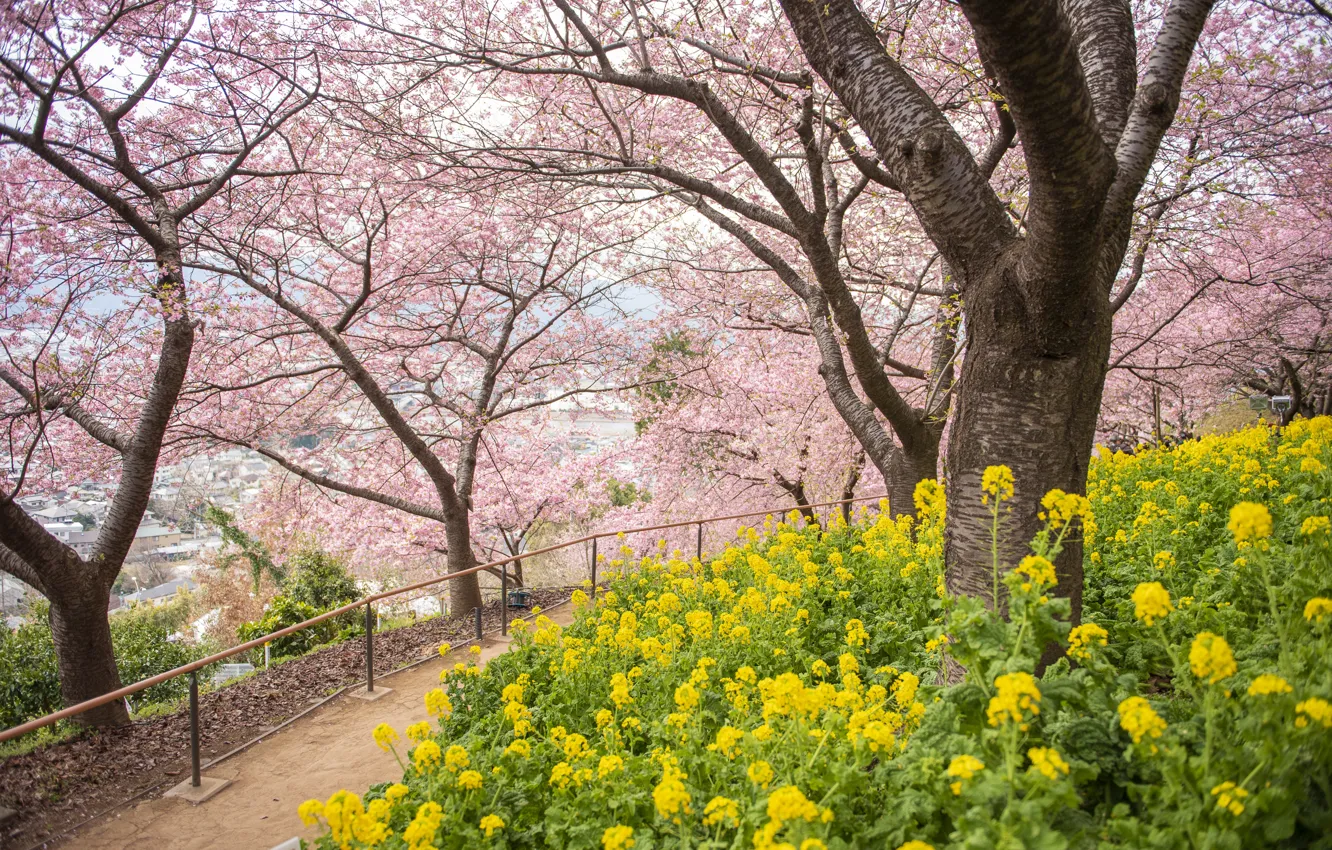 Photo wallpaper trees, flowers, Park, spring, Sakura, flowering, pink, blossom