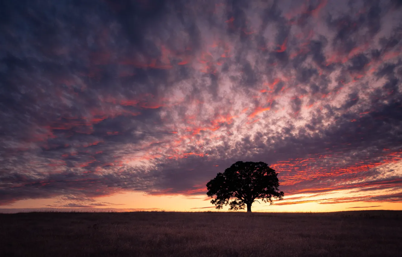 Photo wallpaper field, the sky, grass, clouds, trees, sunset, clouds, the evening