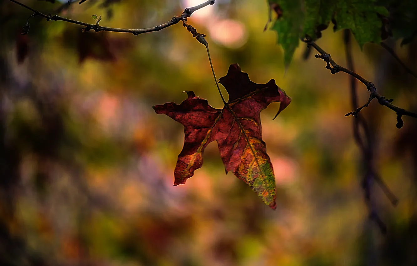 Photo wallpaper leaves, trees, branches, background, autumn