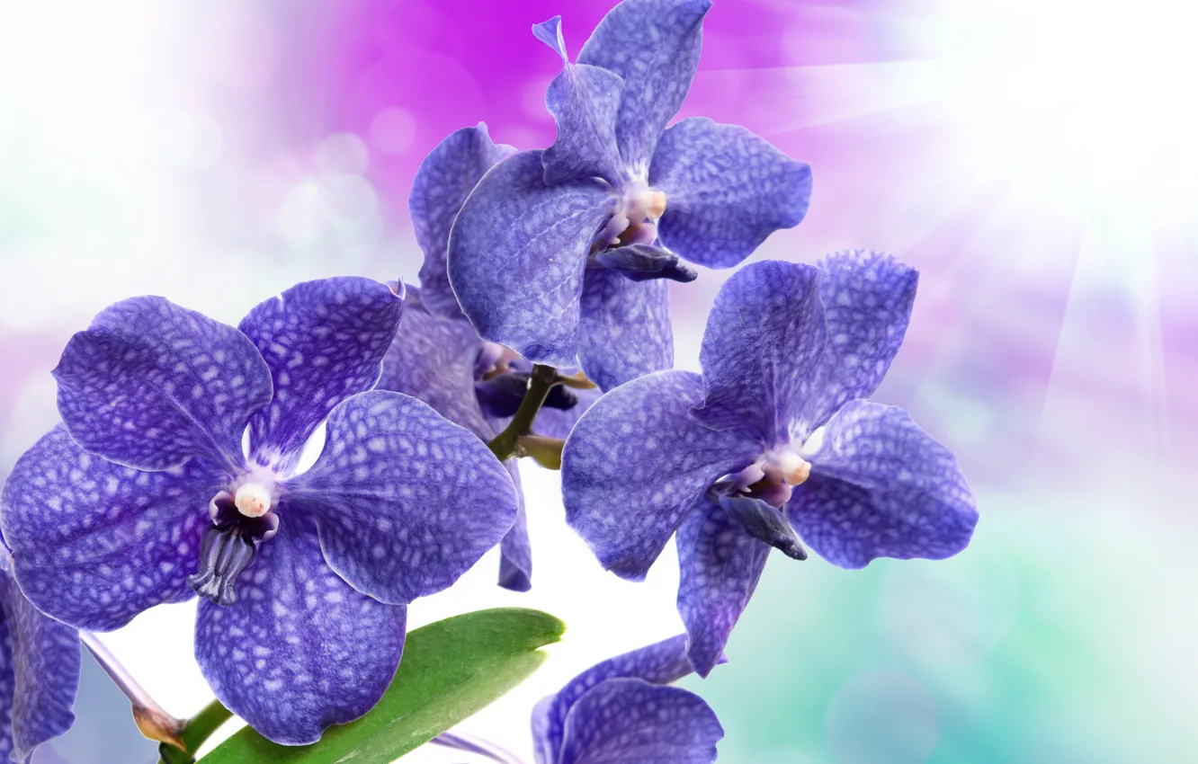 Photo wallpaper flowers, Orchid, flowers