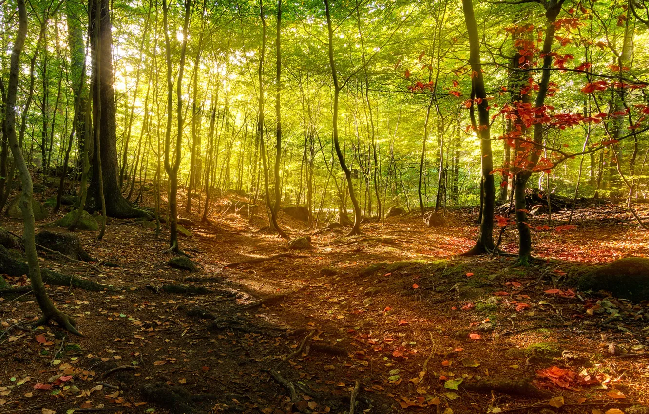 Photo wallpaper autumn, forest, trees, Germany, sunlight