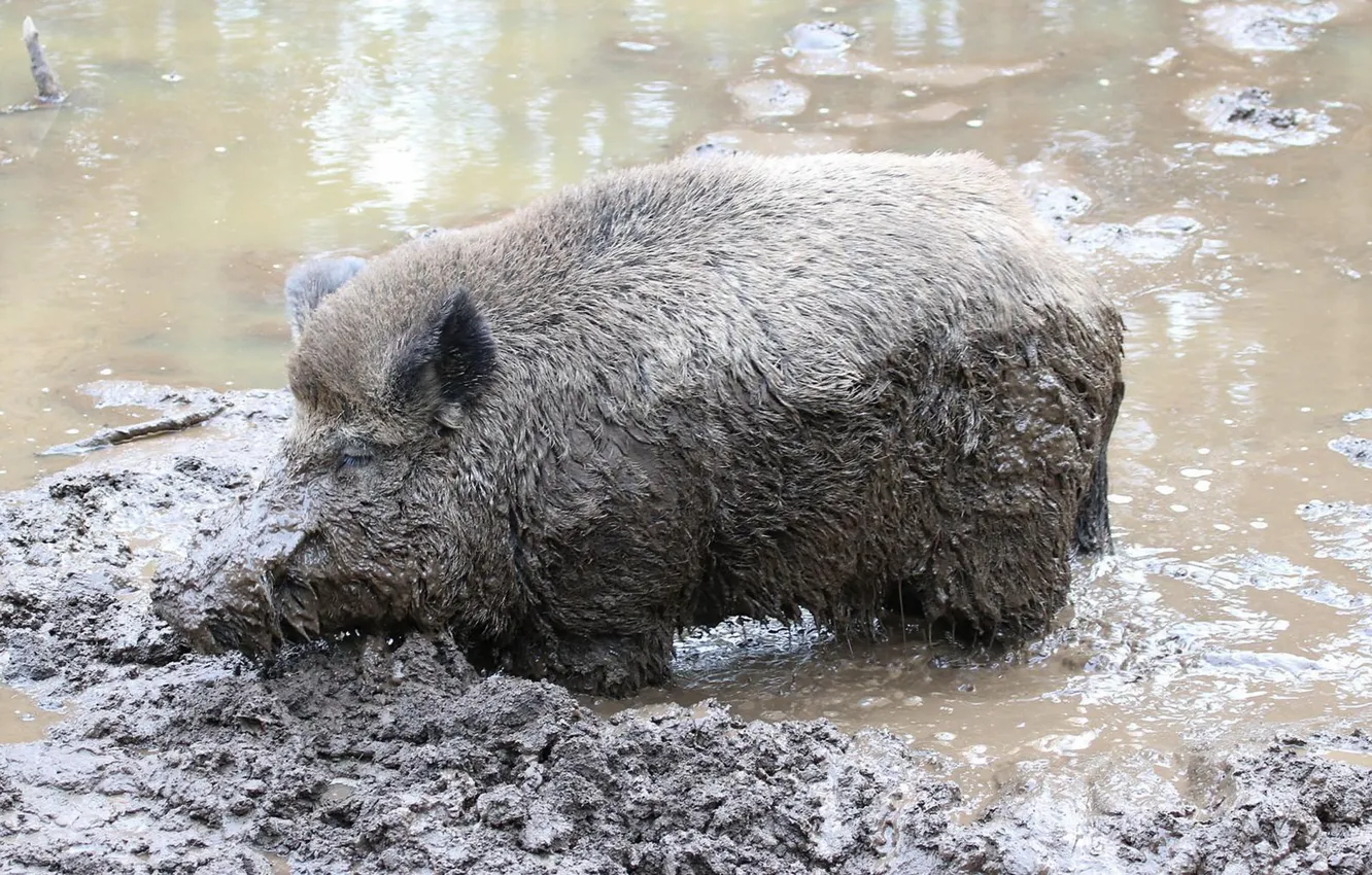 Photo wallpaper nature, dirt, boar
