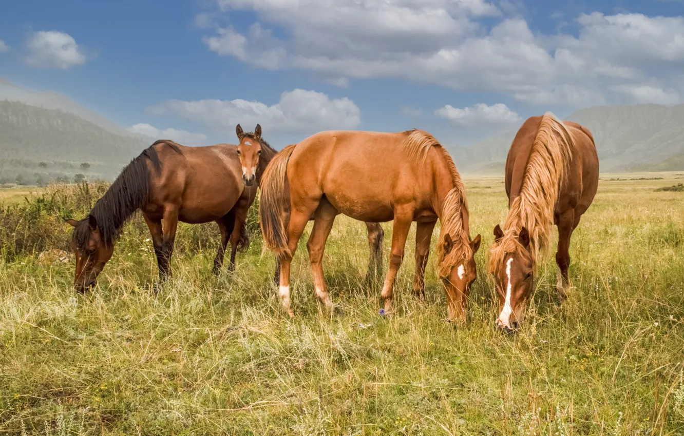 Photo wallpaper field, clouds, horse, horse, pasture, foal