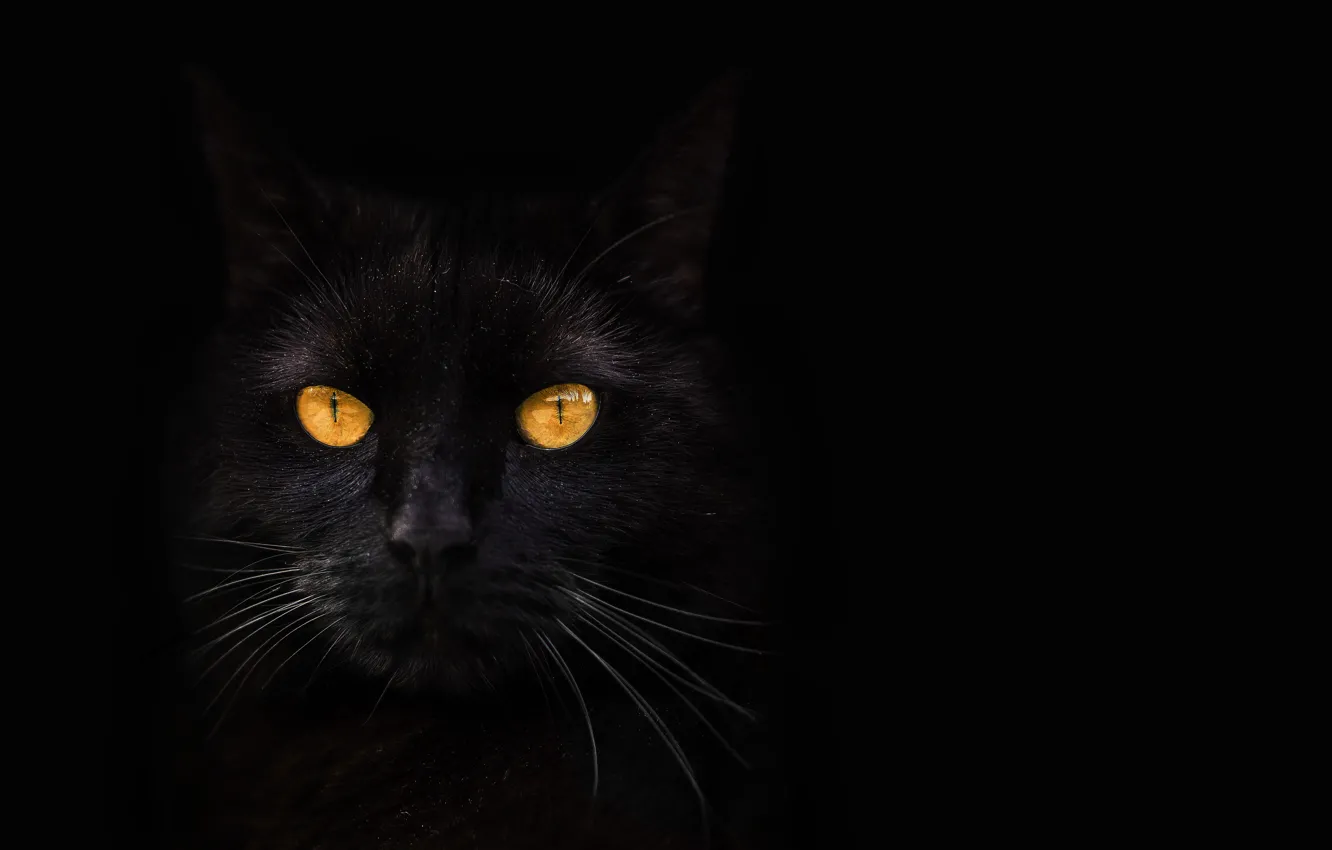 Photo wallpaper cat, look, background