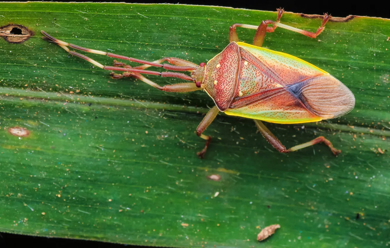 Photo wallpaper macro, background, beetle, insect, bug