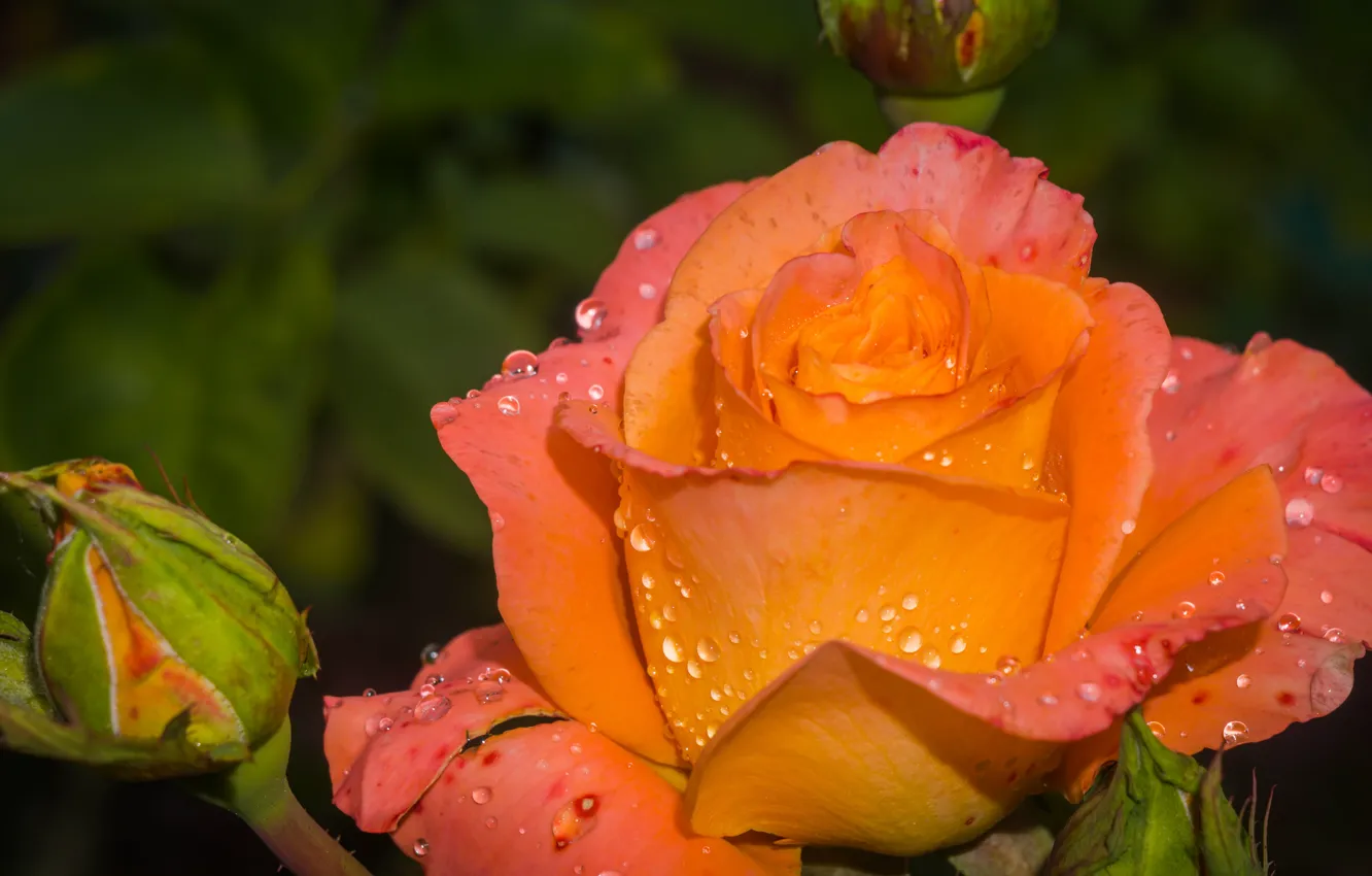 Photo wallpaper water, drops, macro, plan, buds, large, Roseau