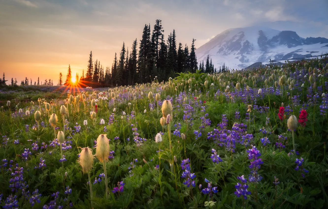 Photo wallpaper sunset, flowers, mountain, meadow, Mount Rainier, Washington State, Washington, Mount Rainier