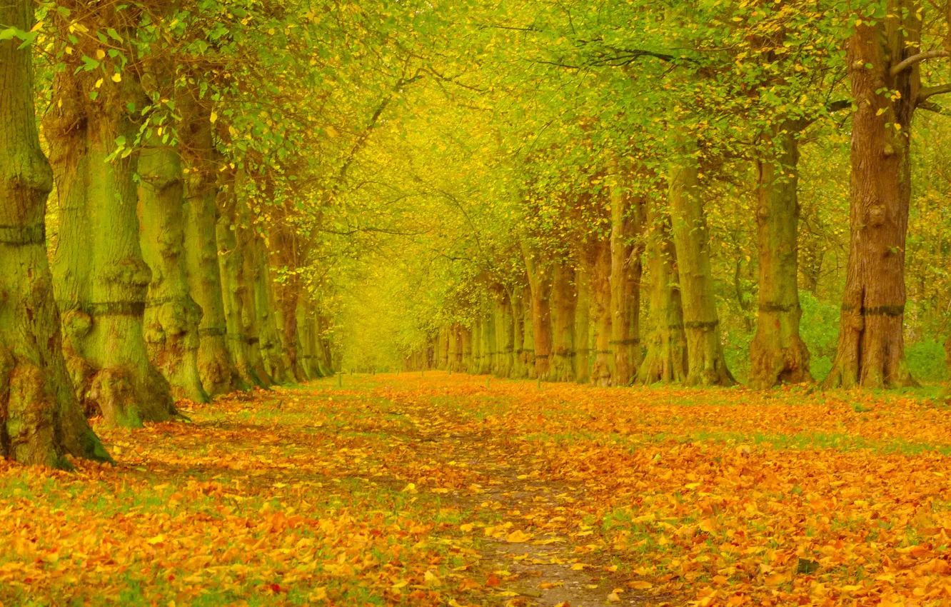 Photo wallpaper autumn, leaves, trees, Park, alley