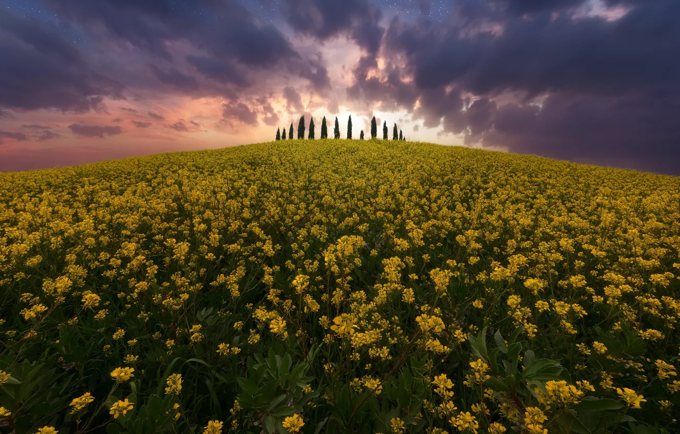 Photo wallpaper field, the sky, stars, trees, flowers, night, nature, the evening