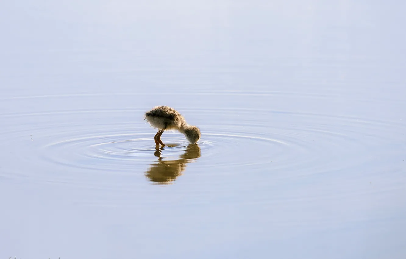 Photo wallpaper water, nature, bird