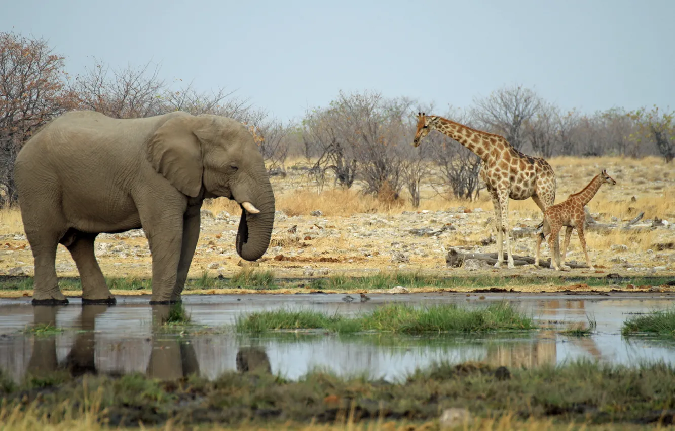 Photo wallpaper elephant, giraffes, Africa