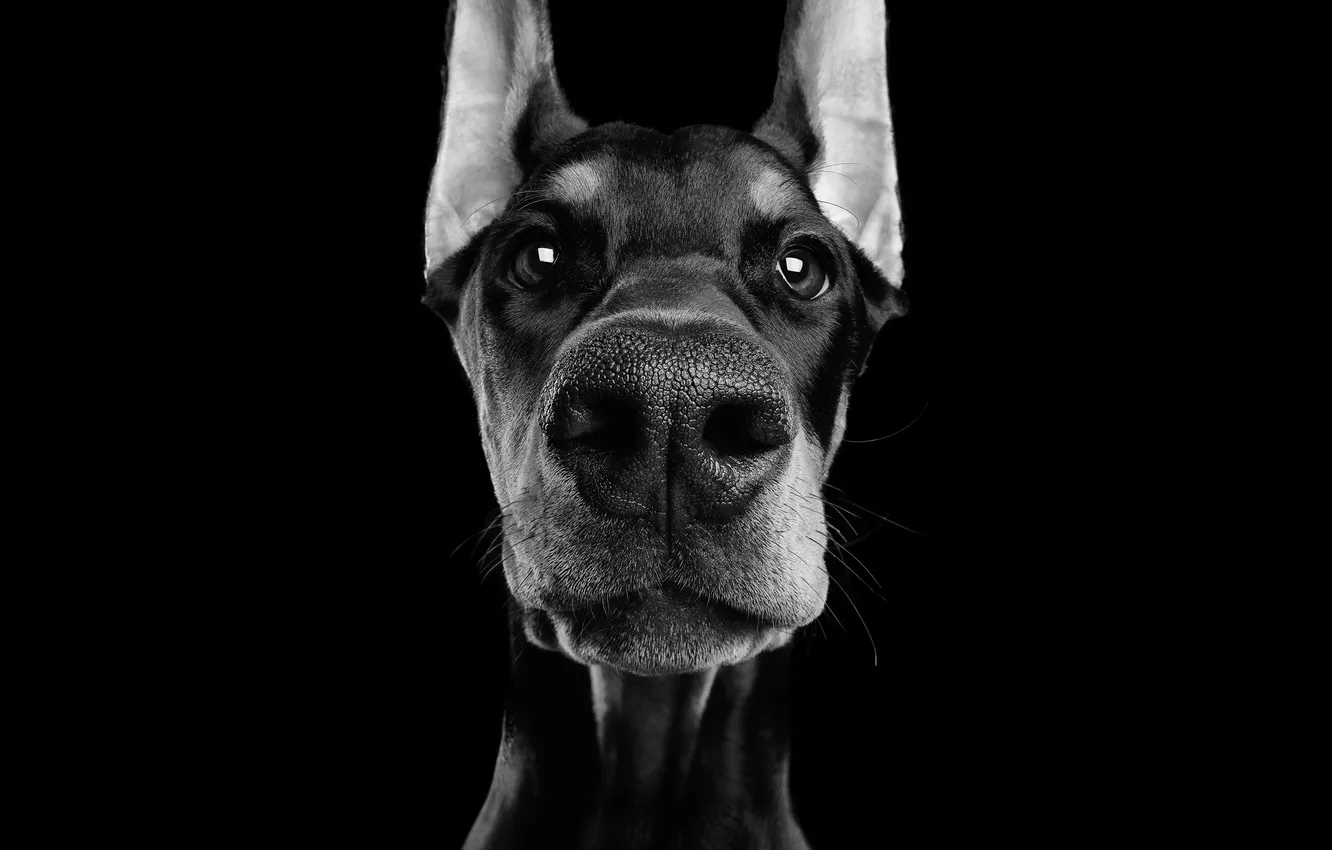 Photo wallpaper Dog, Doberman, Look, Black background, Face, Nose, Front, Black and white