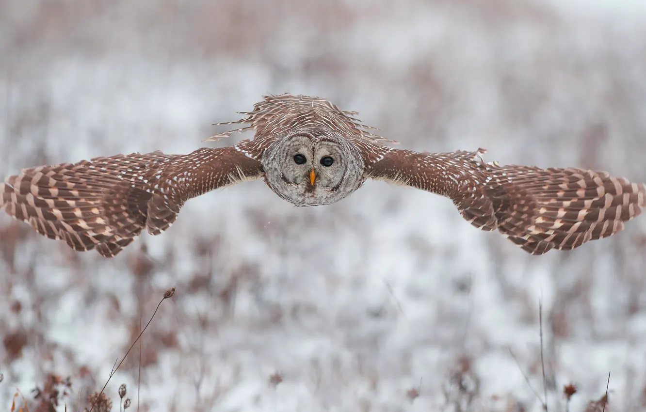 Photo wallpaper winter, look, snow, flight, owl, bird, wings, the scope