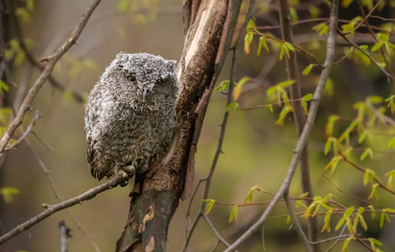 Photo wallpaper owlet, in the woods, sitting on a branch