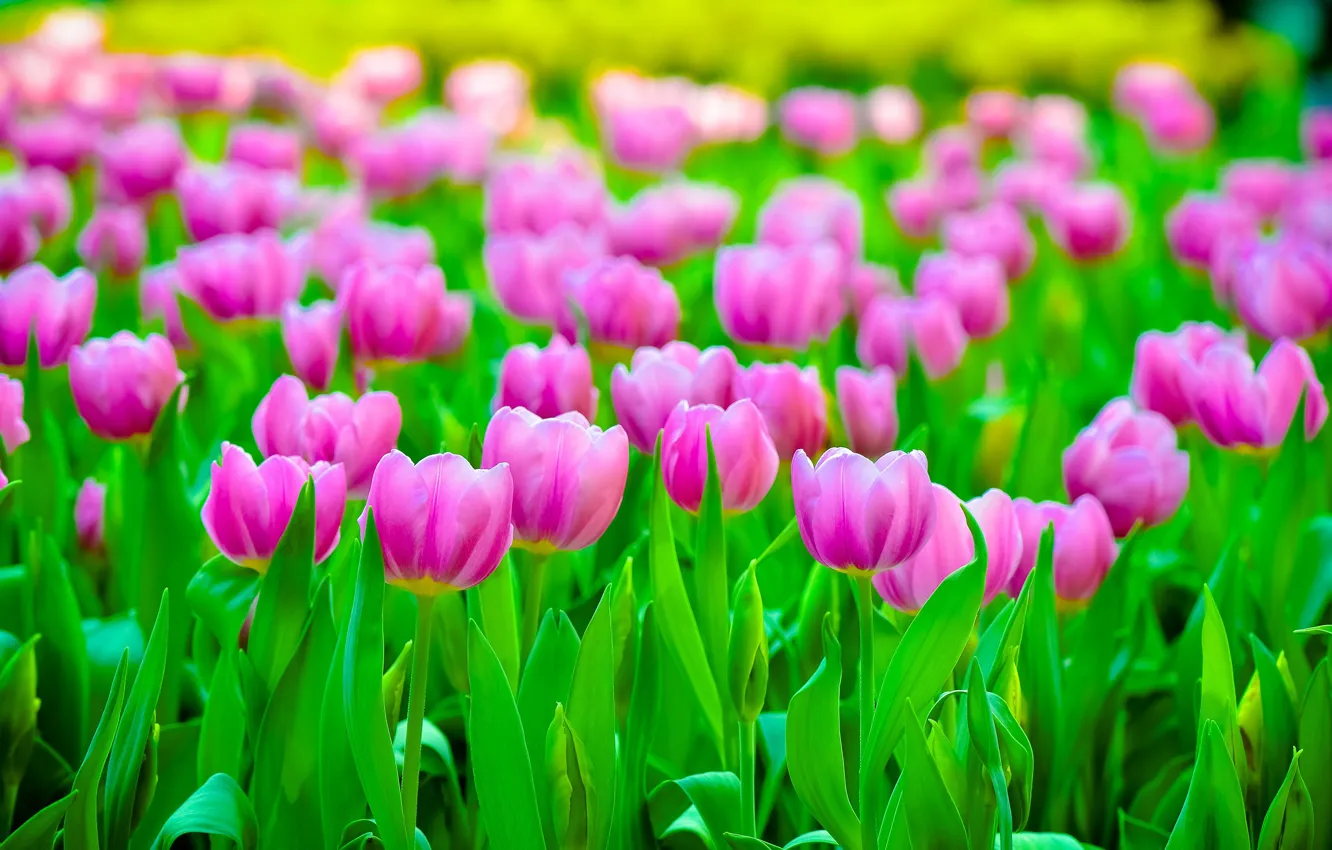 Photo wallpaper field, flowers, petals, blur, Tulips, pink