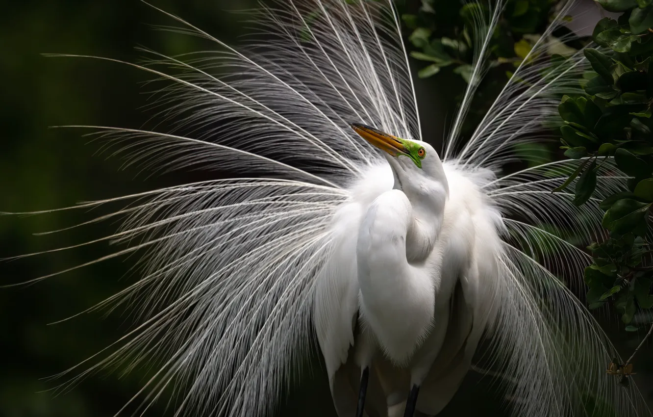 Photo wallpaper look, leaves, bird, feathers, tail, white, Heron, tail