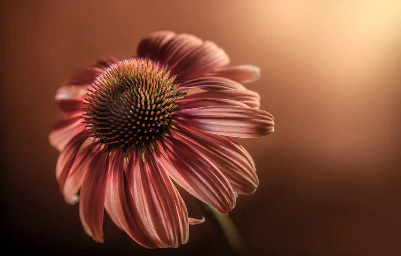 Photo wallpaper flowers, nature, background