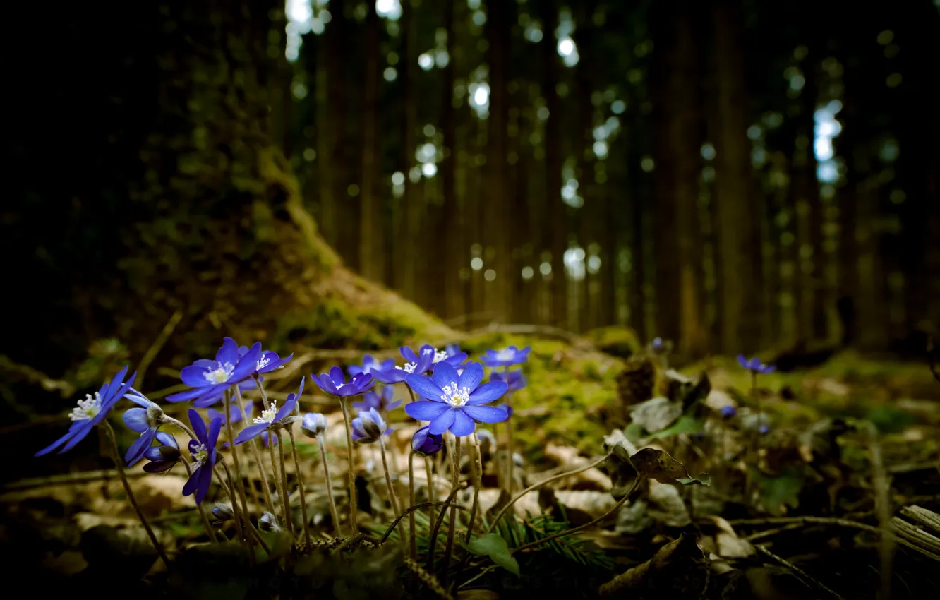 Photo wallpaper forest, flowers, nature, spring, violet